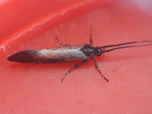 Esperia sulphurella